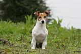 JACK RUSSEL 204